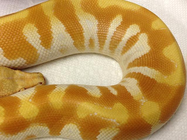 T Neg female 1