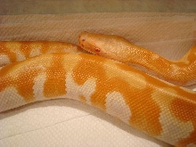 T neg female 1