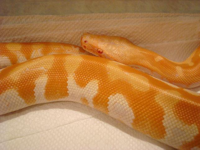 T neg female 1