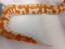 T neg female 2