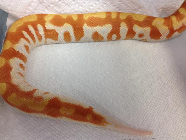 T neg female 2