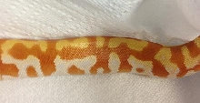 T neg Female 2
