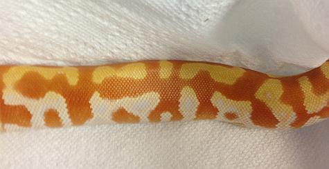 T neg Female 2