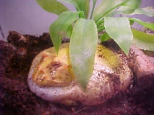 Fat Frog!!!!!!!!