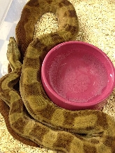 Hypo motley het ghost m