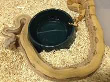 Patternless phmg male