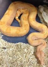 Sunglow phmg Female