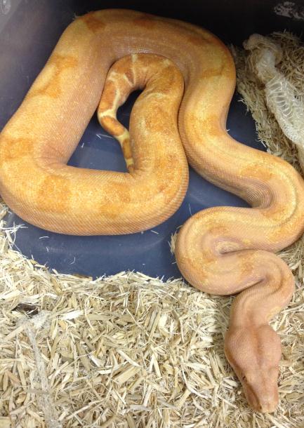 Sunglow phmg Female