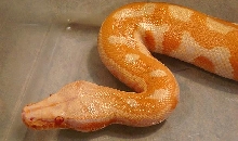 T neg male