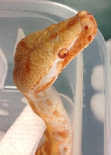 T neg Female 2