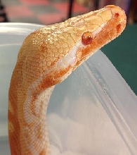 T neg female 2