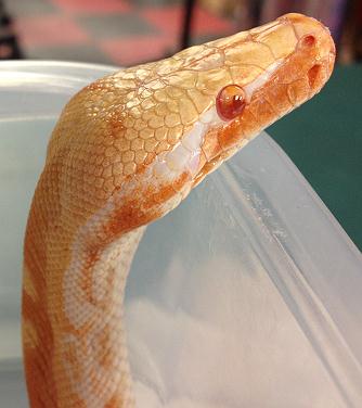 T neg female 2