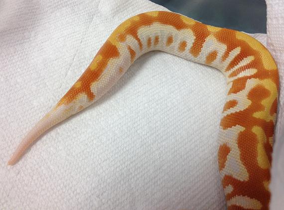 T neg Female 2