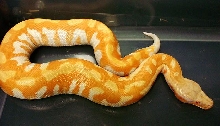 T neg male