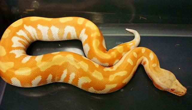 T neg male