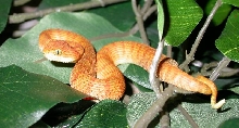 A. squamigera baby