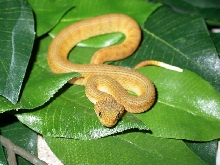 A. squamigera baby