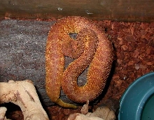 Female squam