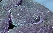 Black male Atheris squamigera