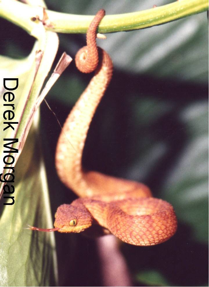 Atheris squamigera