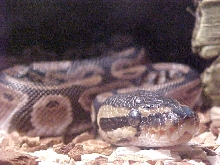 ball python1