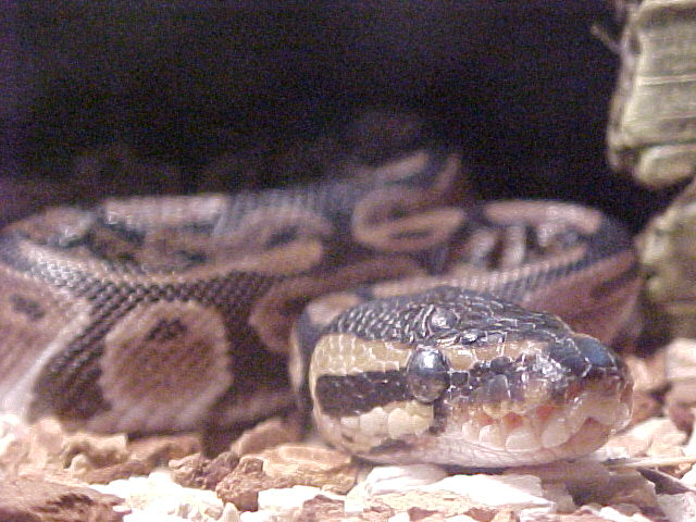 ball python1