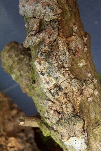 New WC Corkbark