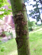 Hatchling Photo5