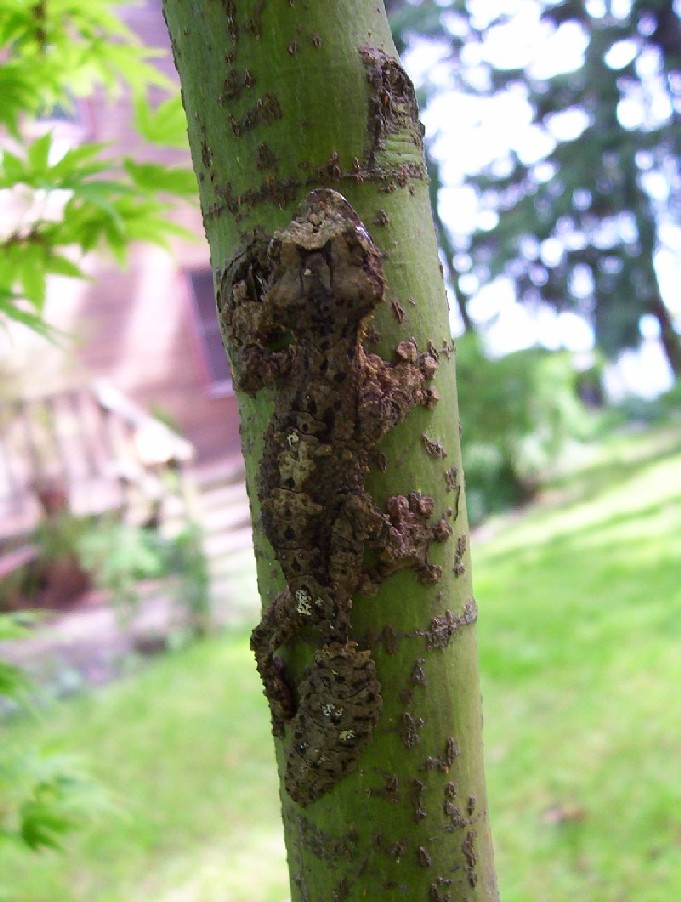 Hatchling Photo5