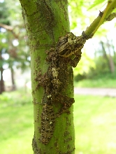 Hatchling Photo4