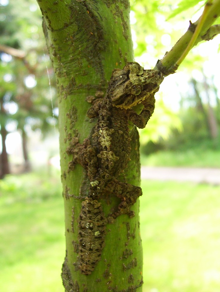 Hatchling Photo4