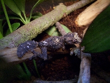 CB Uroplatus pietschmanni