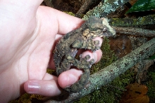 Uroplatus pietschmanni