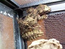 Adult Female Cork Bark