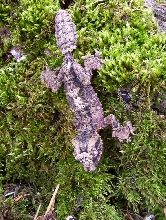 Corkbark having fun outside