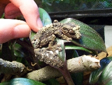 Little Uroplatus pietschmanni