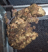 Cork Bark Leaf Tail