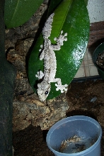 Uroplatus pietschmanni