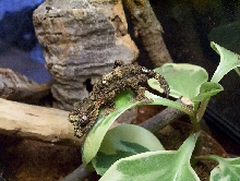 CB Corkbark Leaf Tail