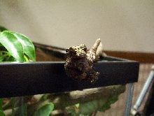 CB Uroplatus pietschmanni