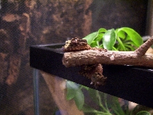 CB Uroplatus pietschmanni