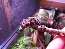 CB Uroplatus pietschmanni