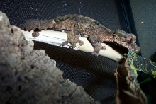 Uroplatus pietschmannni (Corky)