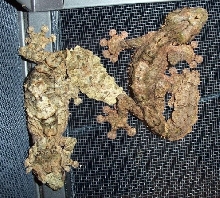 Pair of Uroplatus pietschmanni