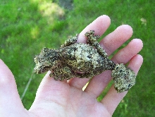 Uroplatus pietschmanni outside
