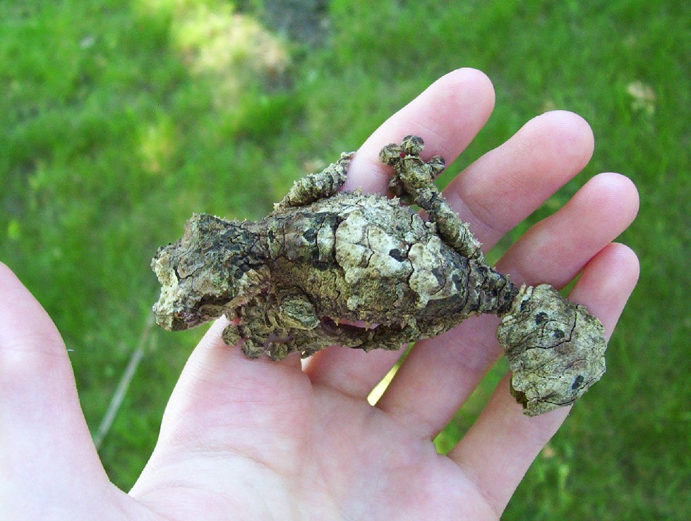 Uroplatus pietschmanni outside