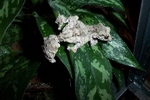 Uroplatus Pietschmanni.