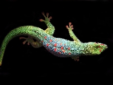 Gecky