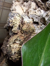 The coolest leaf tail ever!!!!!!