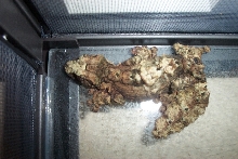 Uroplatus pietschmanni
